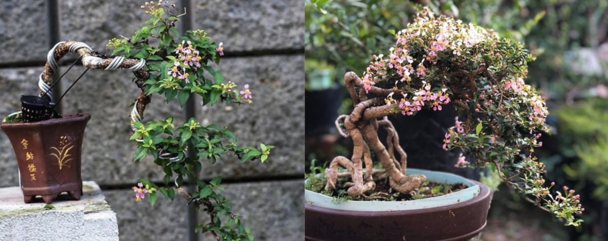 bonsai dáng huyền hồng ngọc mai