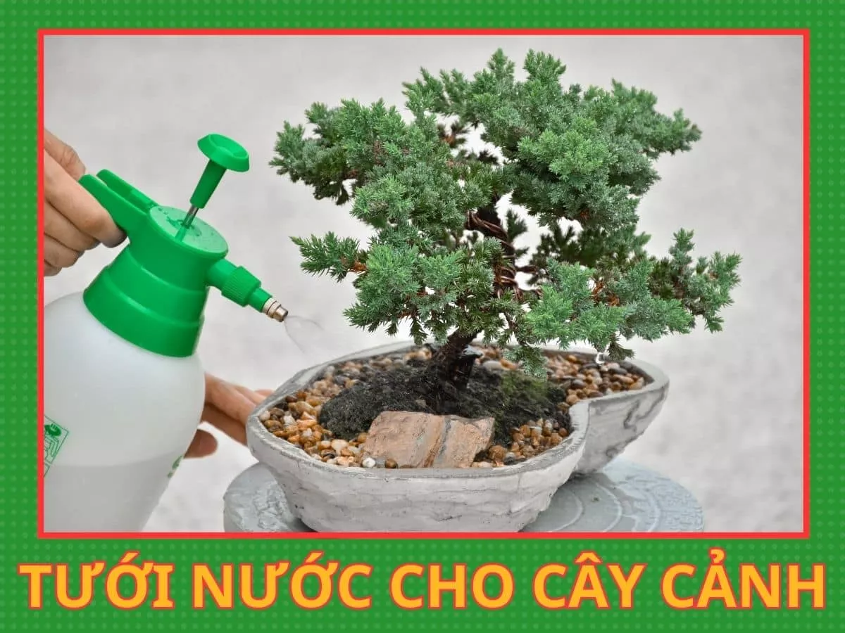 kỹ thuật tưới nước cho cây cảnh