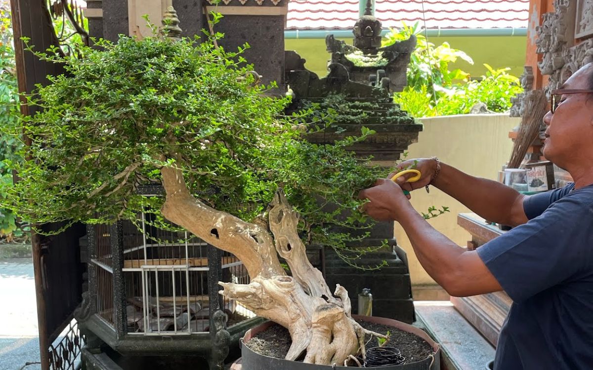 cắt tỉa thưa cho cây bonsai