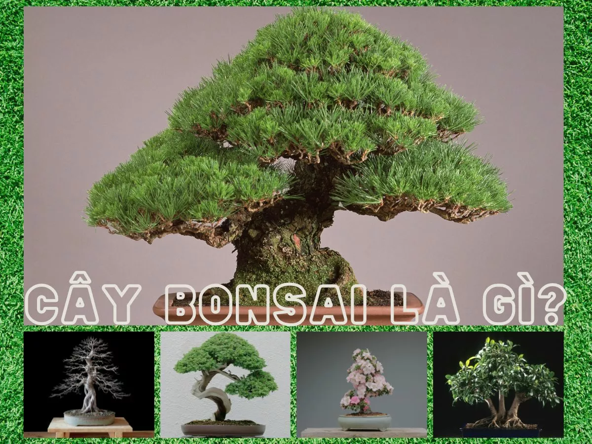 cây bonsai là gì?