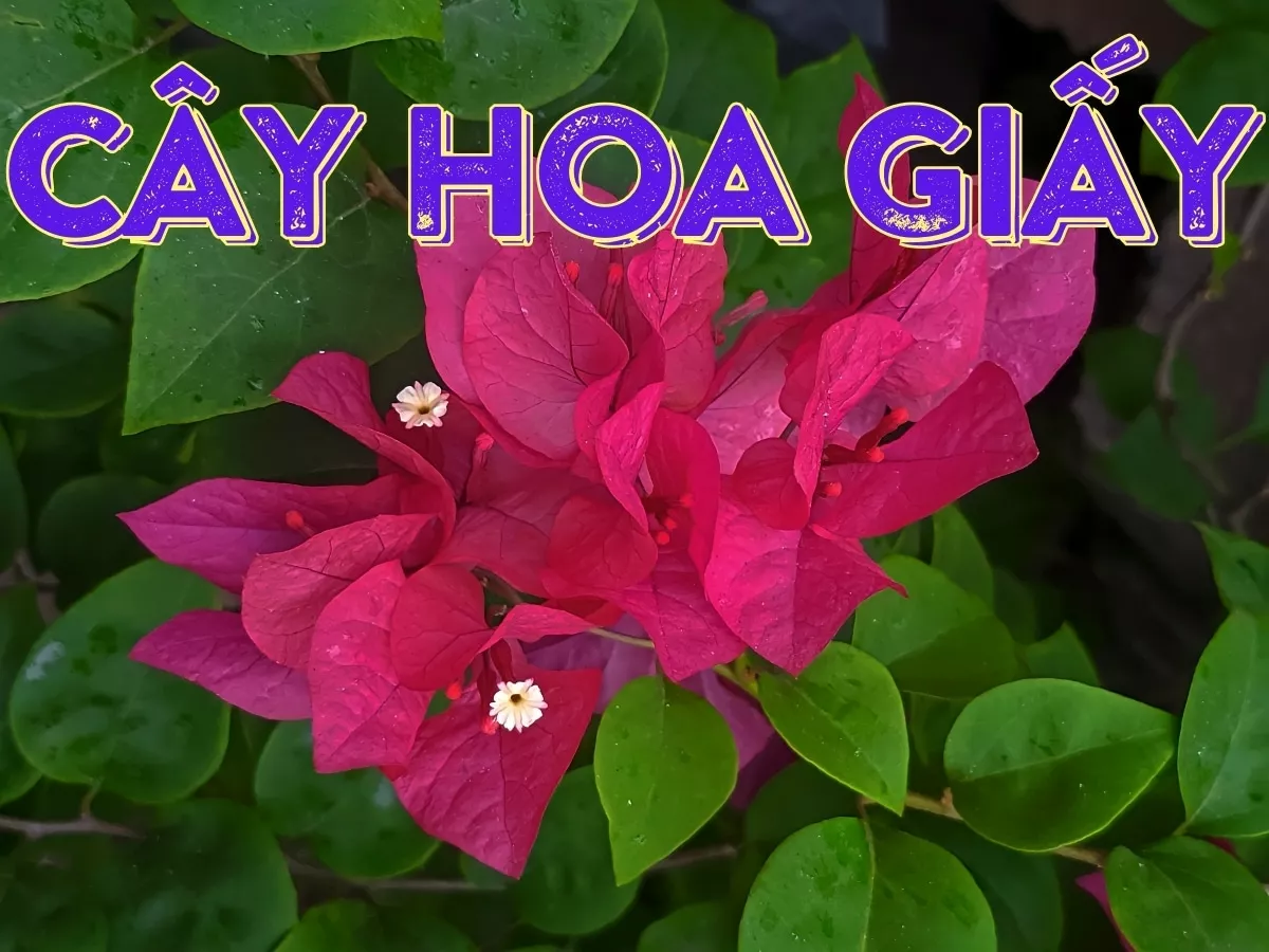 cây hoa giấy - cách trồng và chăm sóc cây bông giấy hiệu quả