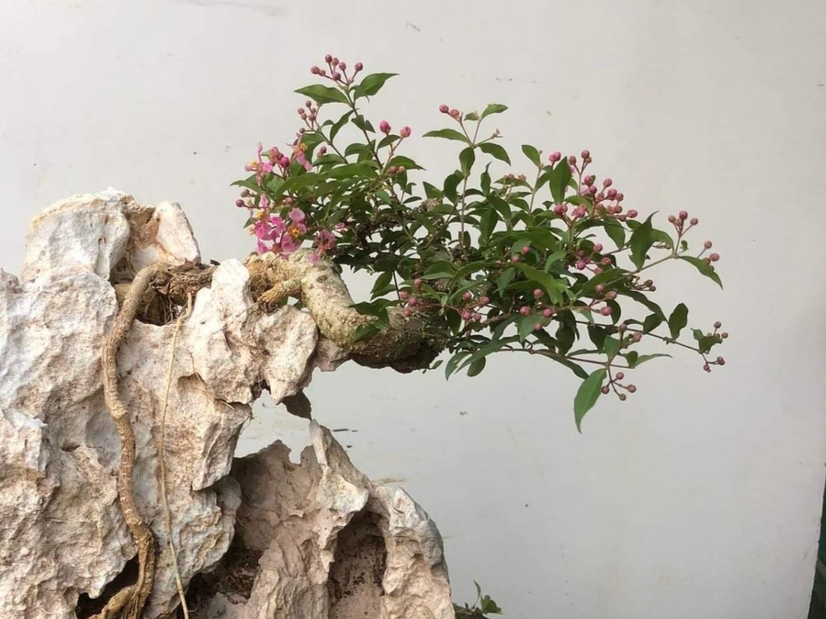 hồng ngọc mai bonsai dáng hoành