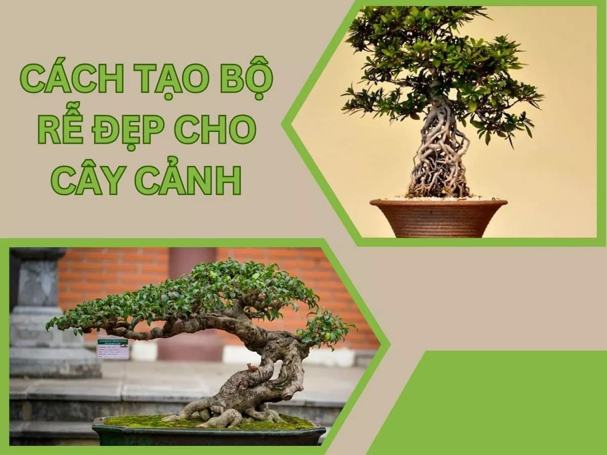 cách tạo rễ cho cây cảnh bonsai