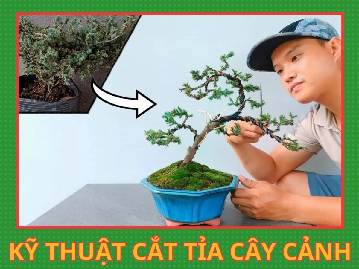 kỹ thuật cắt tỉa cây cảnh