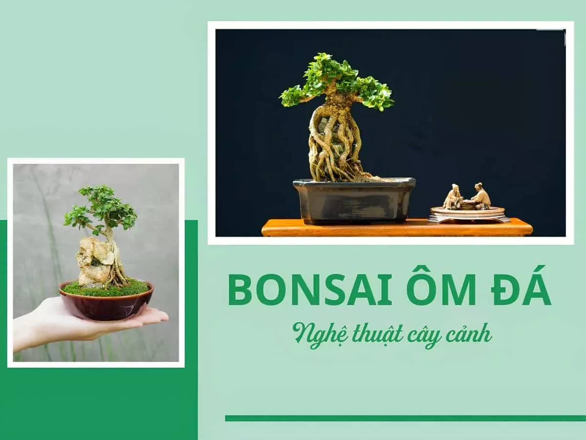 kỹ thuật tạo cây bonsai ôm đá