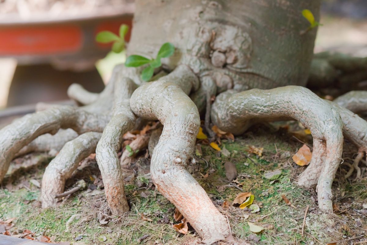 tạo dáng rễ cây bonsai