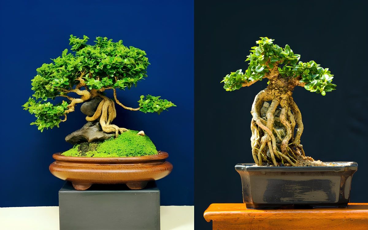 thành phẩm bonsai ôm đá