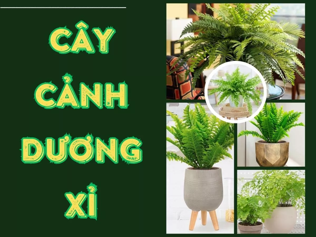 tìm hiểu về cây cảnh dương xỉ