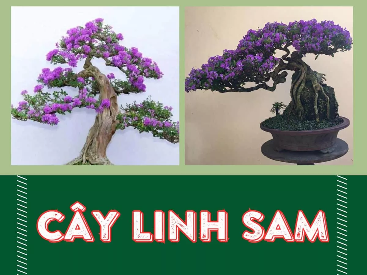 cây linh sam là gì