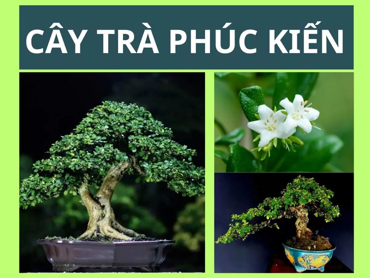 tìm hiểu về cây trà phúc kiến