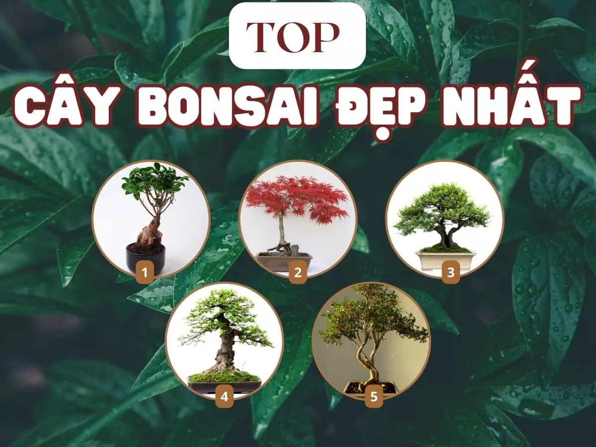 top các cây bonsai đẹp nhất