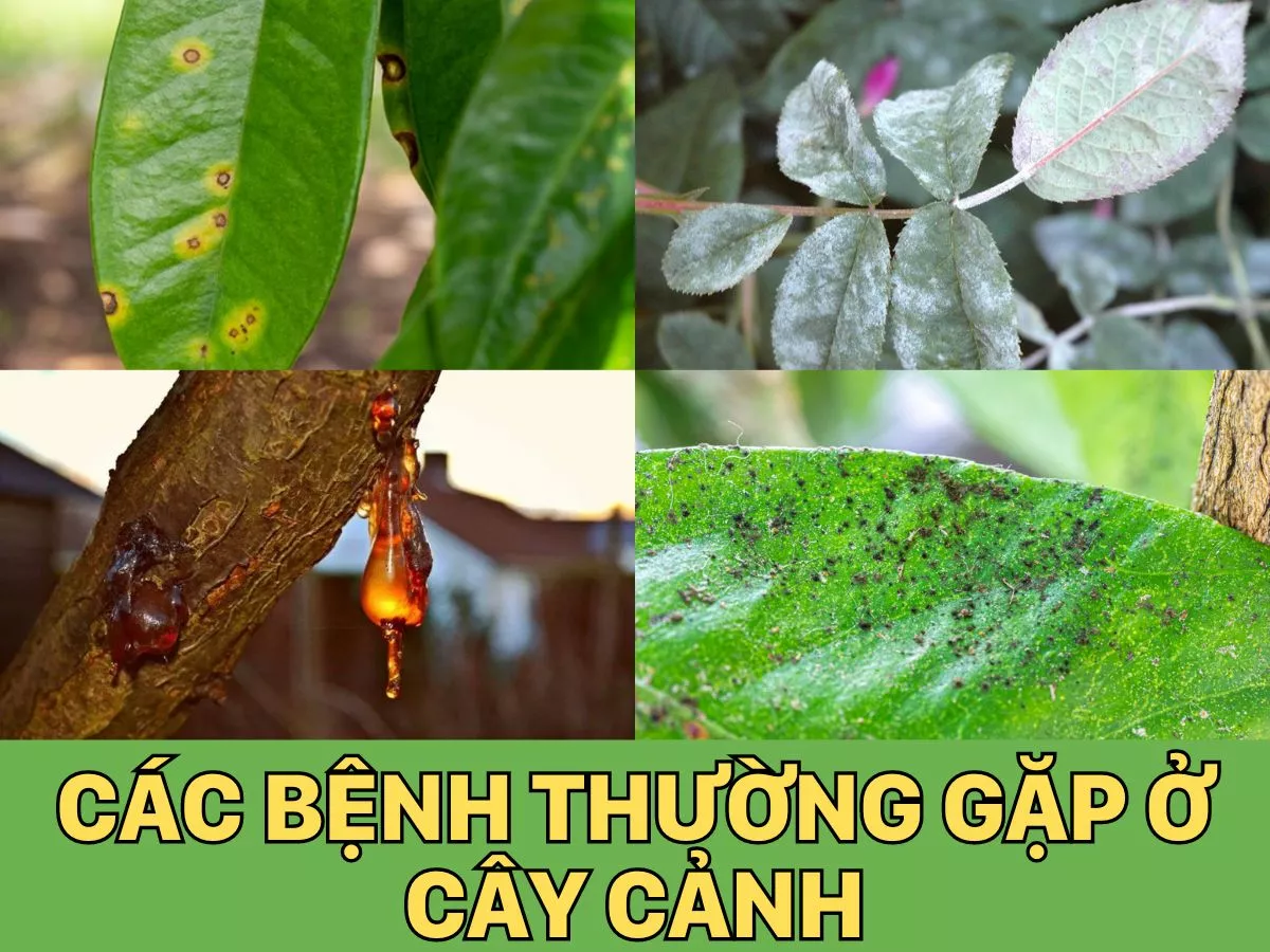 các bệnh thường gặp ở cây cảnh và cách điều trị