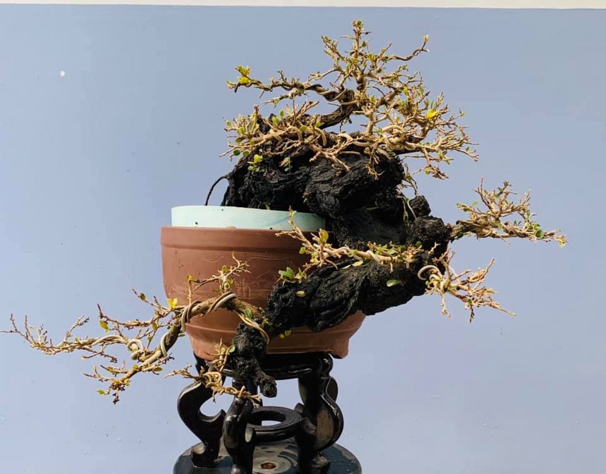 cẩm thị bonsai dáng huyền