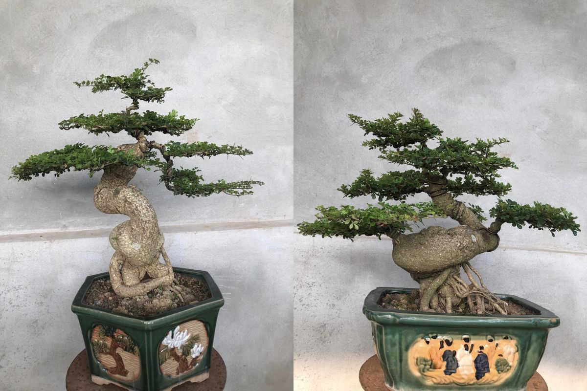 cần thăng bonsai thế ngũ phúc