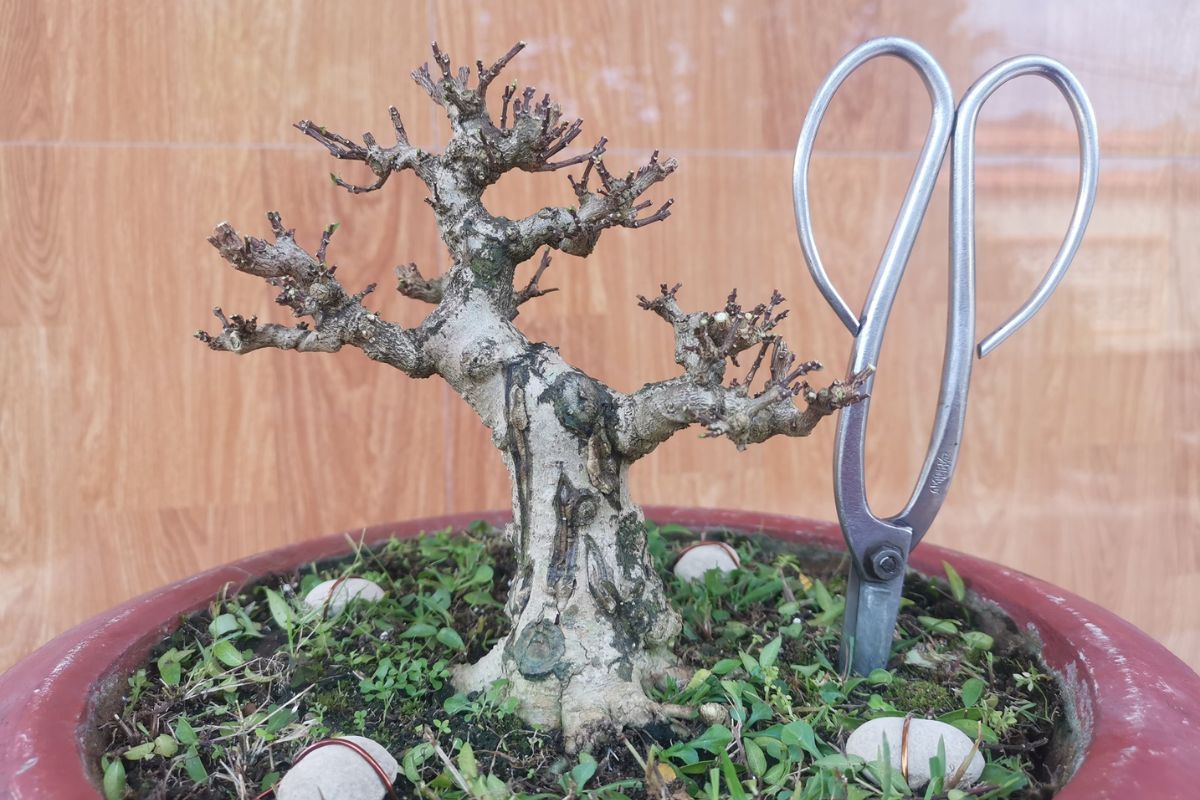 cắt tỉa bonsai trực lắc