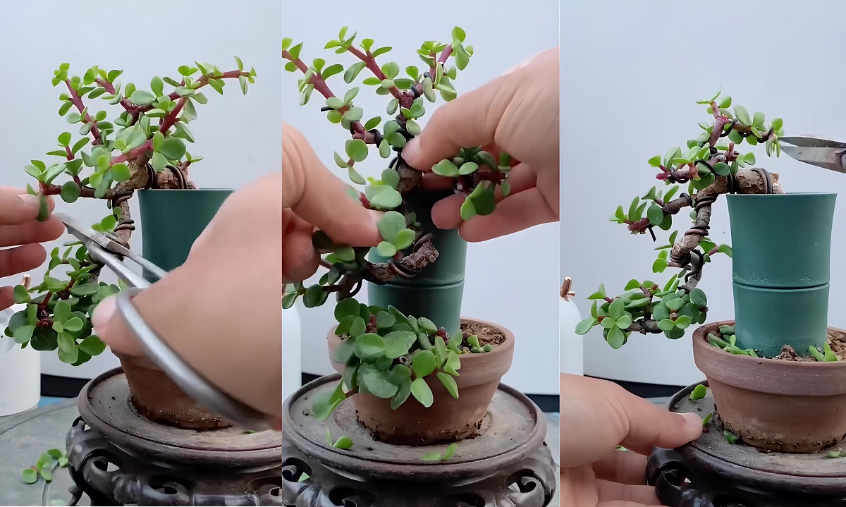 cắt tỉa bonsai dáng huyền