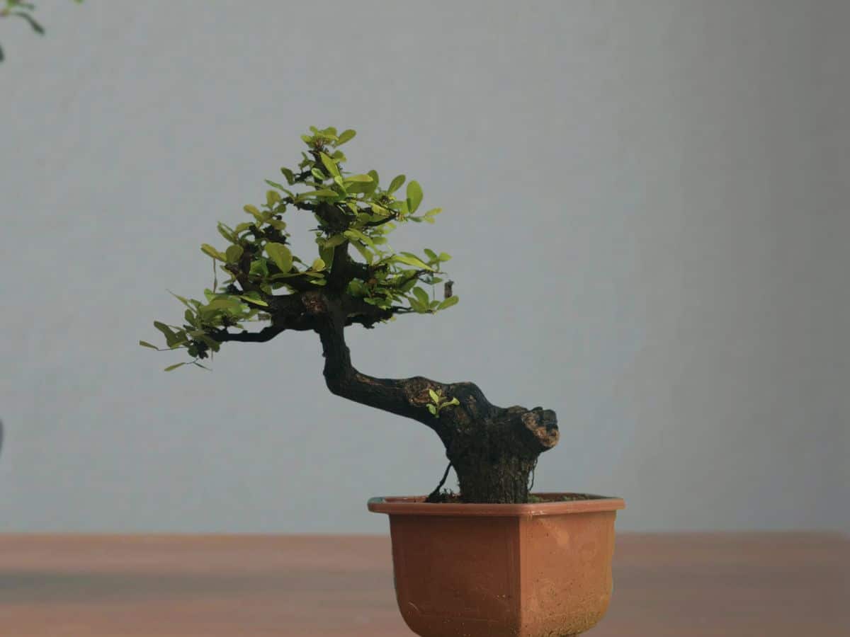 cây cẩm thị bonsai dáng nghiêng