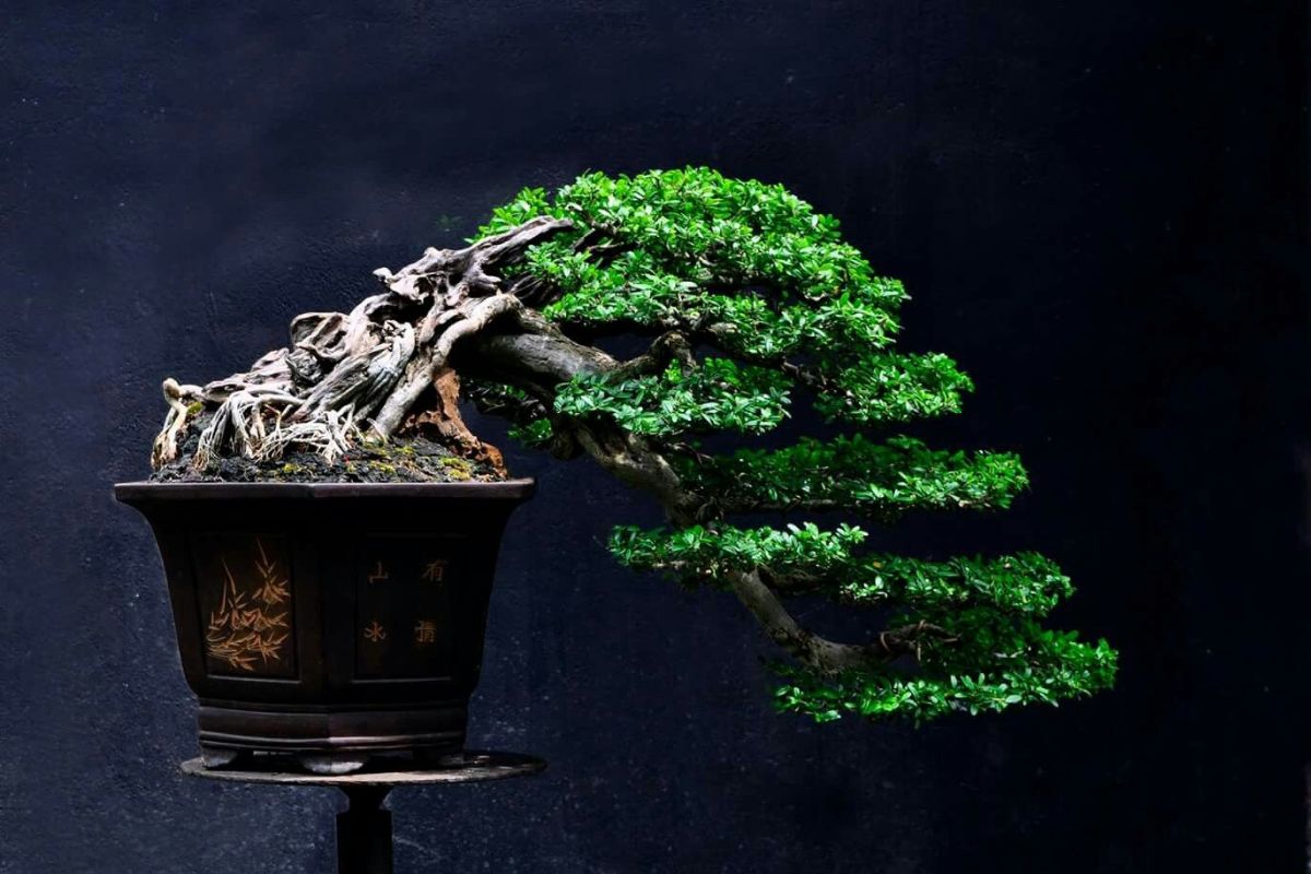 đặc điểm của bonsai dáng huyền