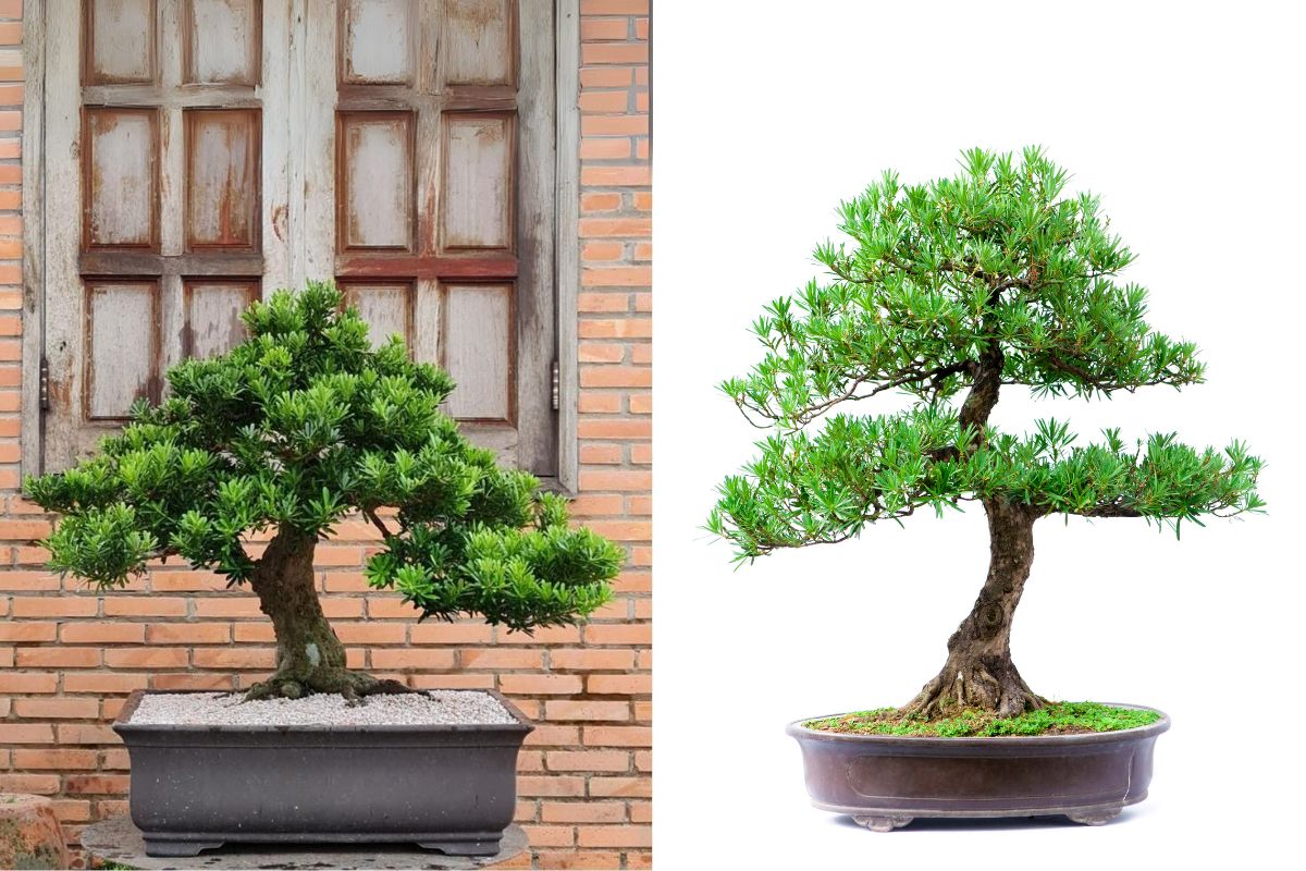 lịch sử của bonsai dáng trực lắc