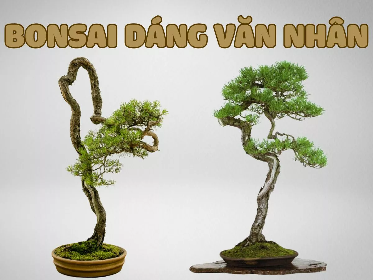 cách tạo bonsai dáng văn nhân tinh tế và đẹp mắt