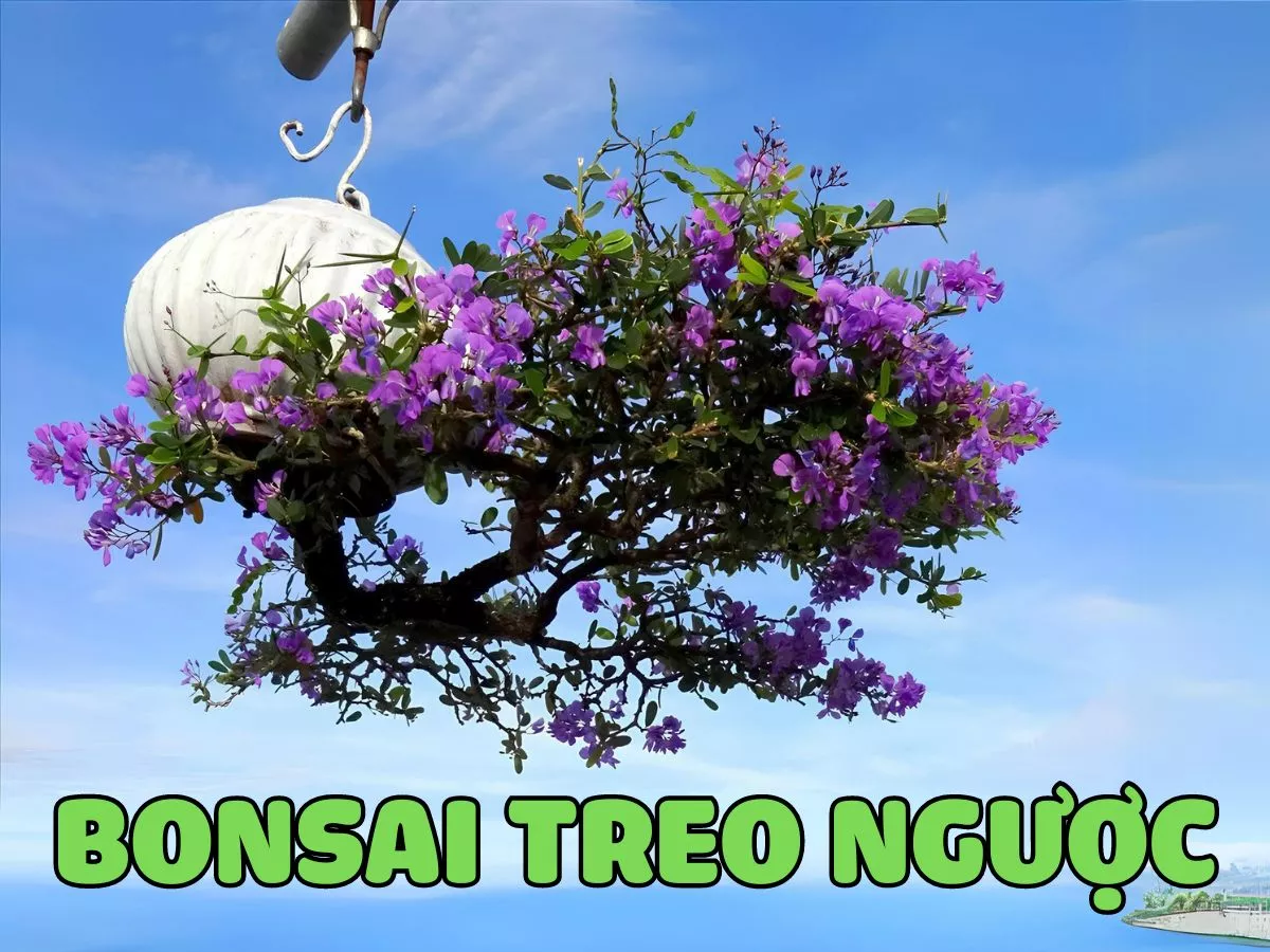 bonsai treo nguoc.jpg