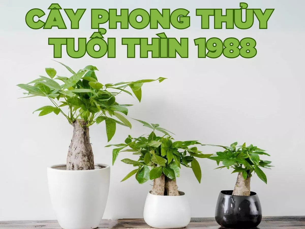 các loại cây phong thủy tuổi thìn 1988 phổ biến