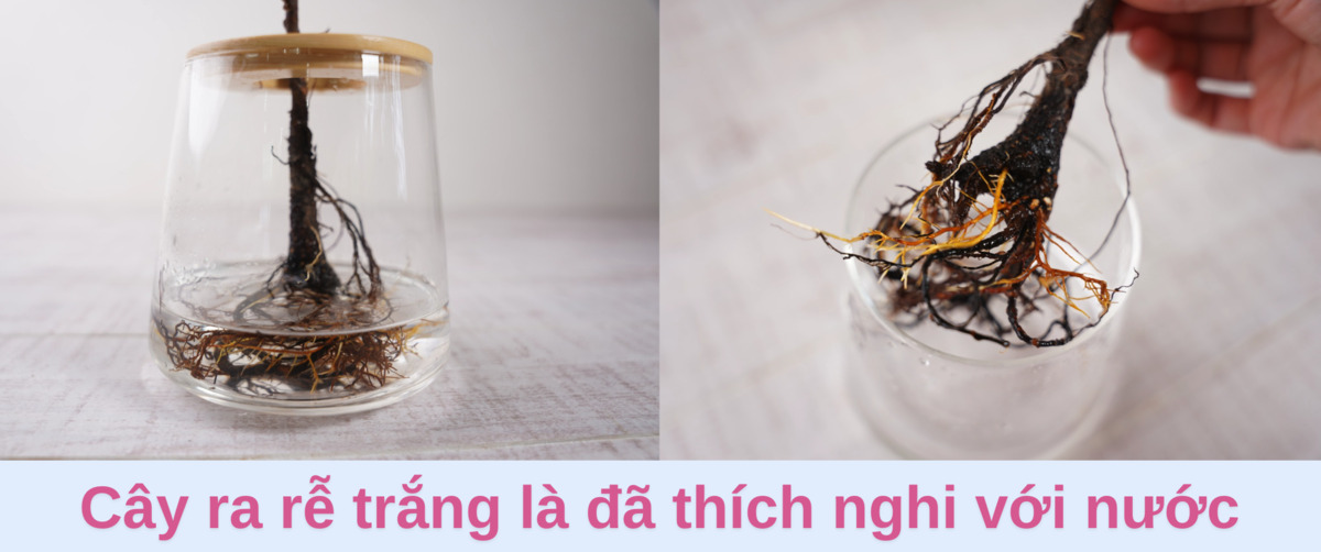 cây ra rễ trắng là đã thích nghi với nước