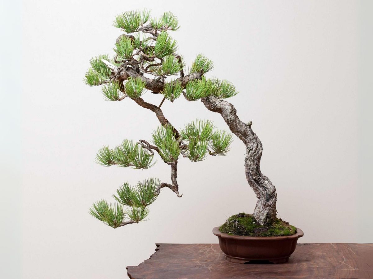 lịch sử phát triển của bonsai dáng văn nhân