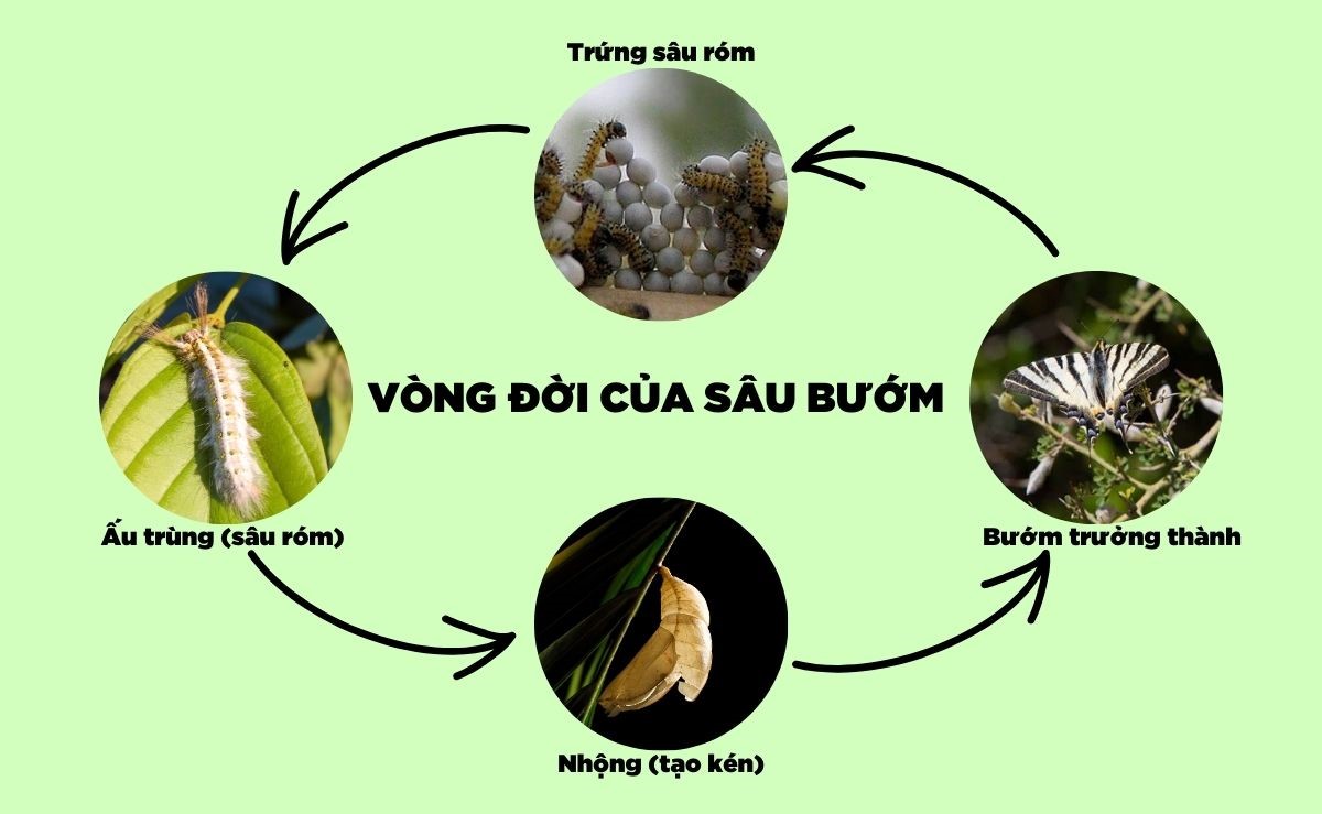 vòng đời của sâu róm