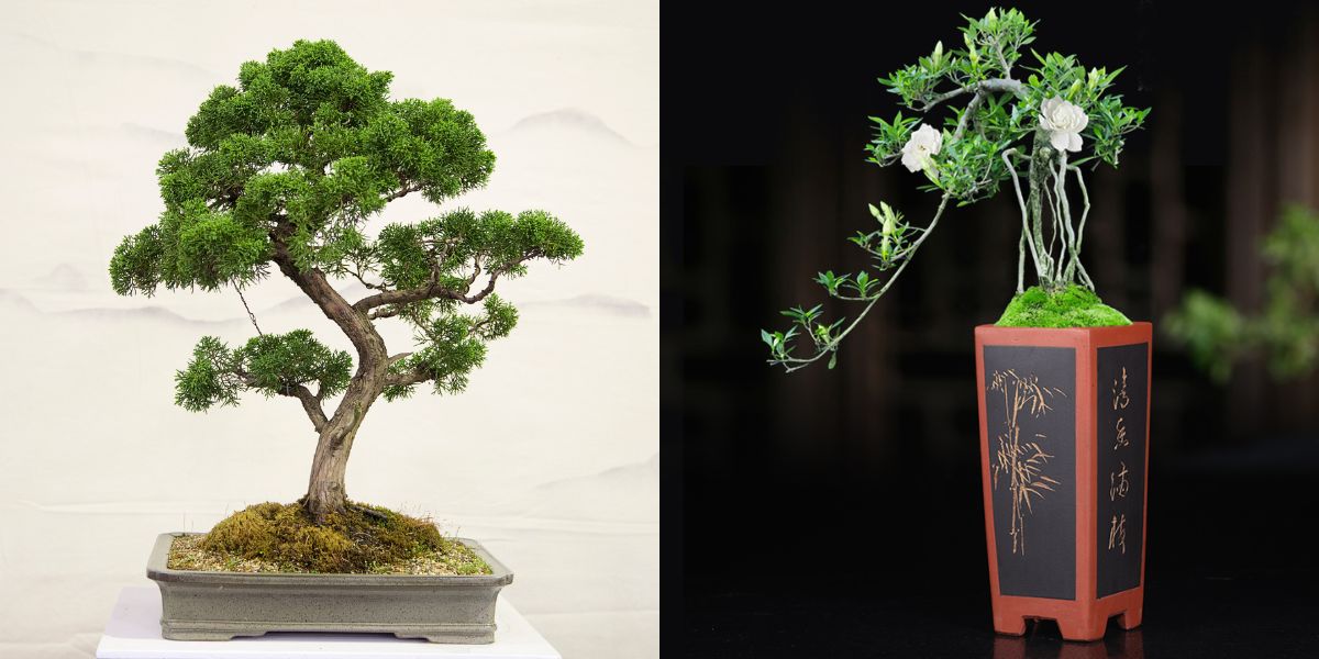 chọn chậu bonsai theo chiều cao