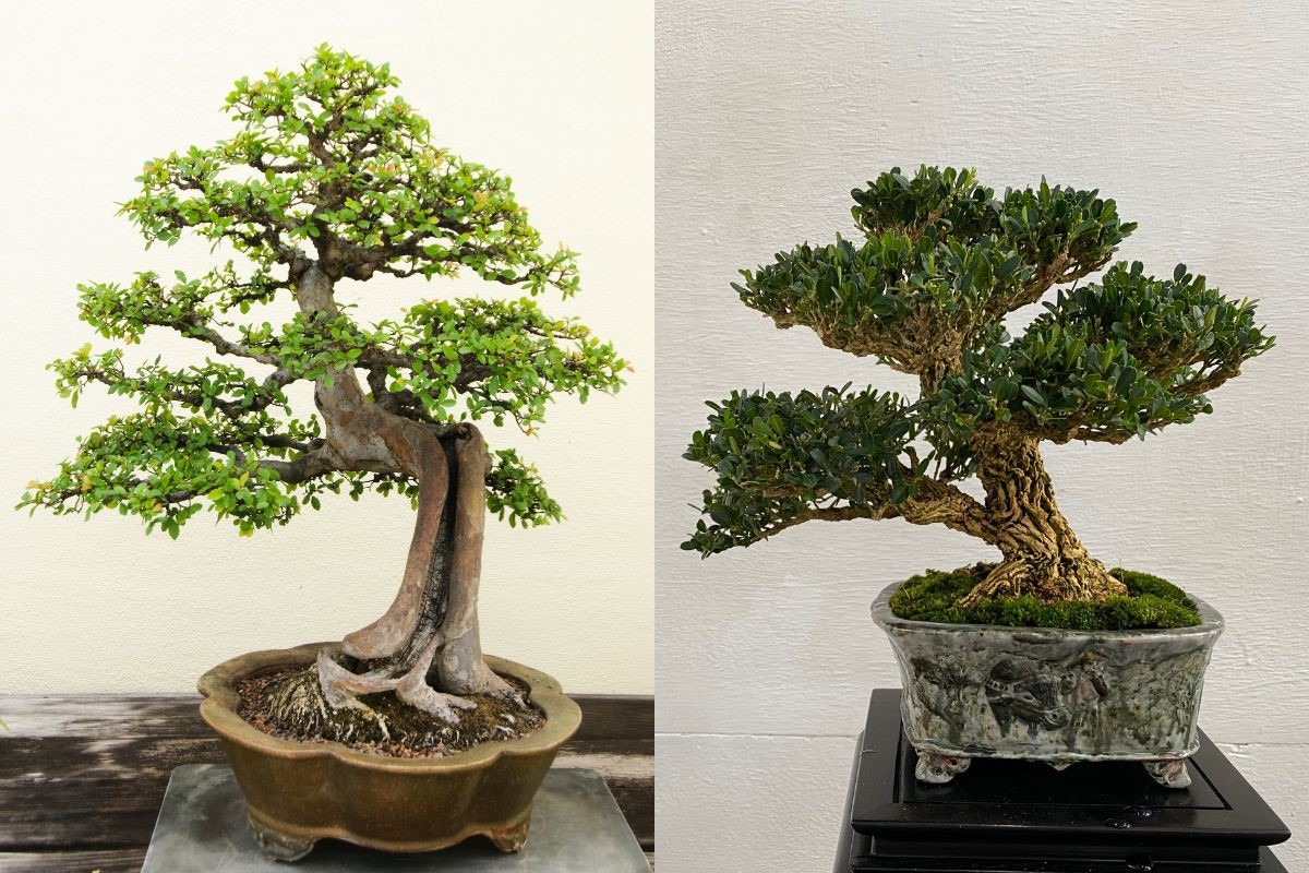 chọn chậu cho cây bonsai theo đường nét