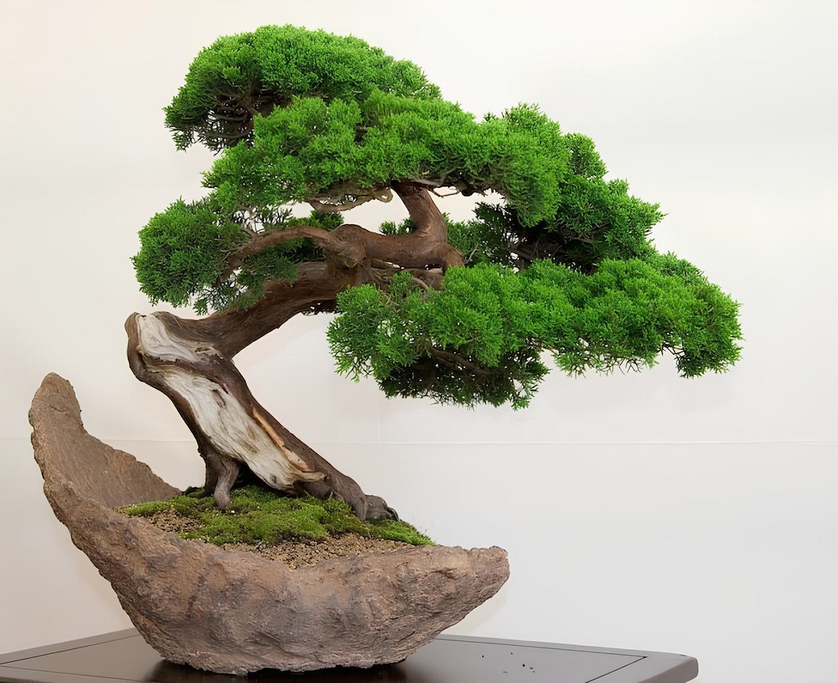 kỹ thuật lão hóa bonsai - lột vỏ (shari)