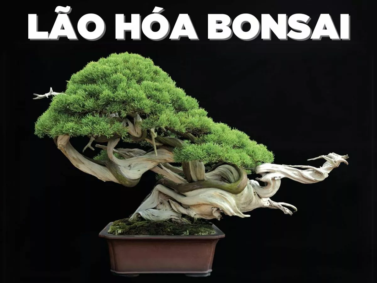 ky thuat lao hoa bonsai.jpg