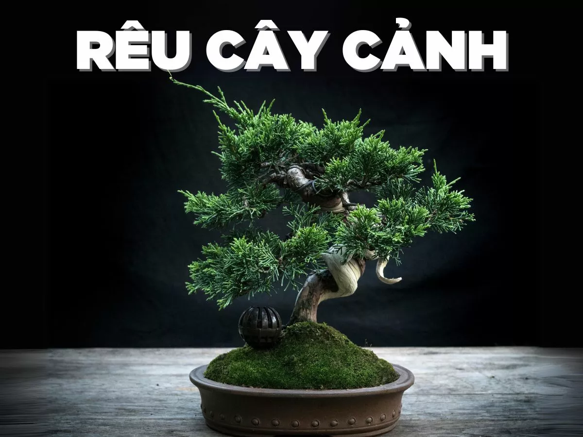 reu cay canh.jpg