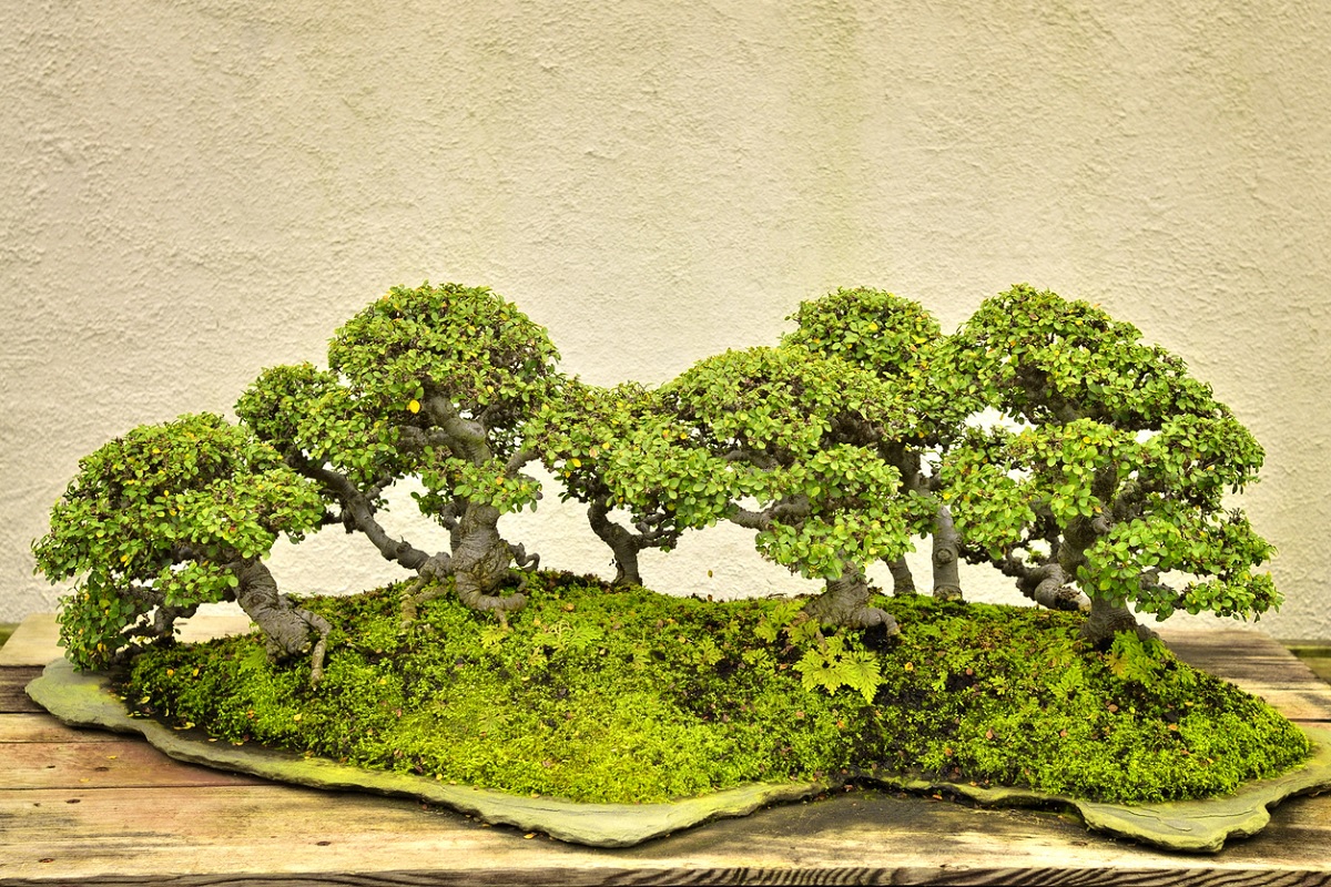 tiến hành đắp rêu bonsai