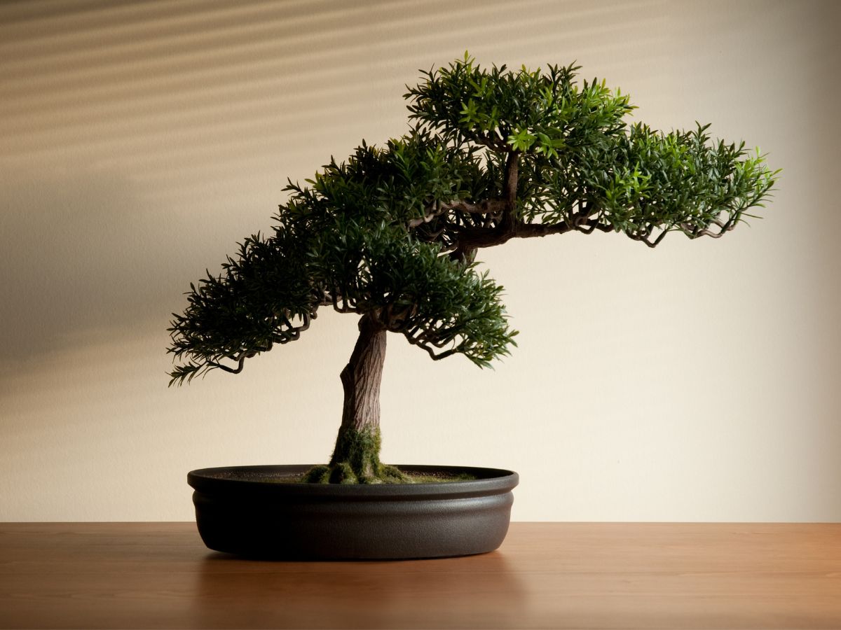 kích thước bonsai cỡ trung bình