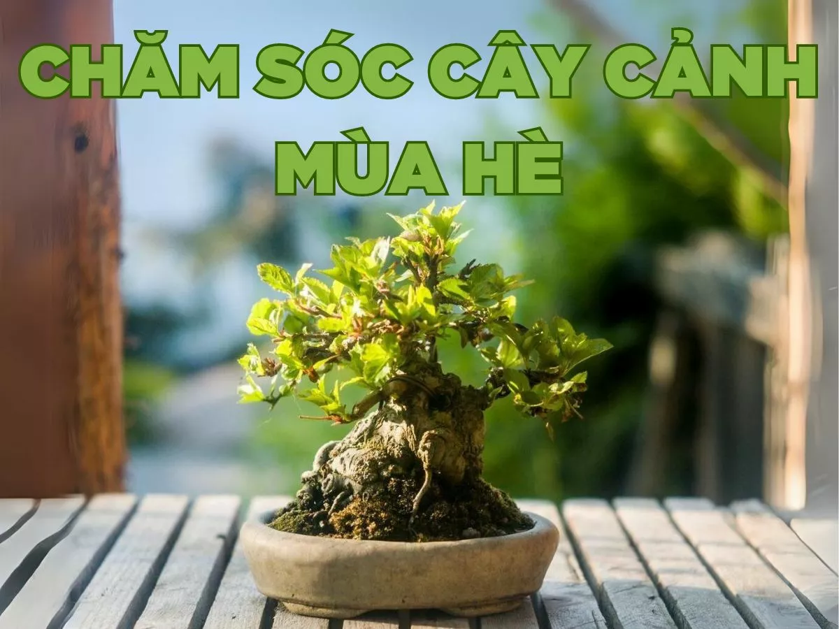 hướng dẫn chăm sóc cây cảnh mùa hè