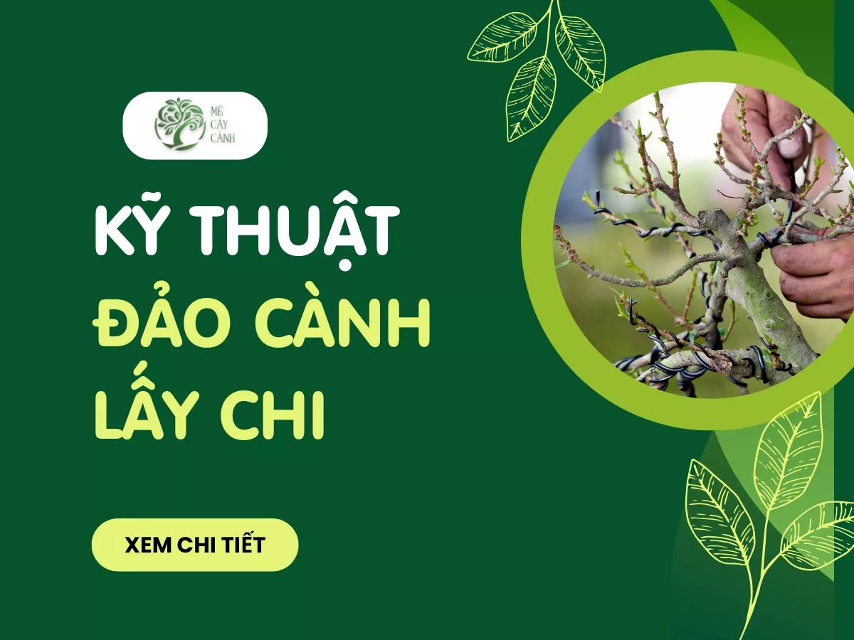 huong dan ky thuat dao canh lay chi.jpg